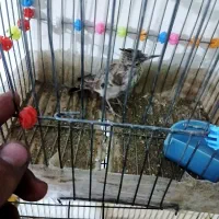 طوطی|پرنده|فولادشهر, B1|دیوار