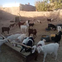 بز درگ درجه یک و۵عدد بزغاله نر سانن ۲عدد میش