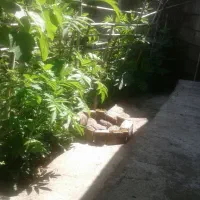 فروش باغ|فروش خانه و ویلا|زرگرشهر, |دیوار