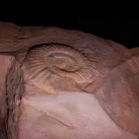 فسیل آمونیت|کلکسیون اشیاء عتیقه|قم, محمد آباد|دیوار