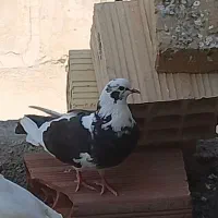 کفتر جفت