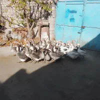 غاز معلمولی|حیوانات مزرعه|لاجان, |دیوار