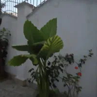 نگهداری از سالمند خانم پوشکی برای شیفت روز