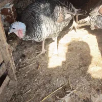 دو عدد بوقلمون درشت و سالم|حیوانات مزرعه|گرگان, |دیوار