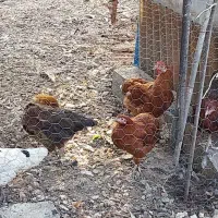 تعداد ۱۰ عدد مرغ و خروس محلی