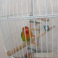 کوتوله برزیلی بسیار بازیگوش|پرنده|تبریز, |دیوار