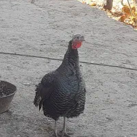 فروش تعدادی مرغ تخمگدار و تعدادی بوقلمون ماده