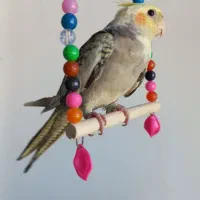 یک جفت عروس هلندی|پرنده|گرمی, |دیوار