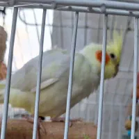 جوجه عروس هلندی لوتینو|پرنده|صومعه‌سرا, |دیوار