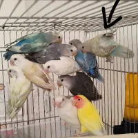 کوتوله های 5 ماهه رنگ خاص