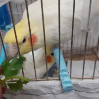 عروس هلندی جفت