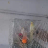 یک جفت عروس هلندی لوتینیو .جوان|پرنده|مشهد, آزادشهر|دیوار