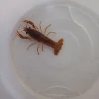 لابستر|ماهی|قم, کلهری|دیوار