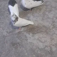 کفتر طوقی وتکدم|پرنده|کبودرآهنگ, |دیوار