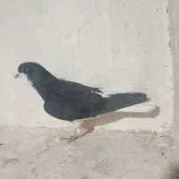 کبوتر شهری یال خوشرنگ سیاه سوسنی قهوه ای|پرنده|شیراز, شهرک جماران|دیوار