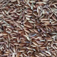 خریدشلتوک به قیمت روز