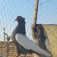 کفتر سینه ای