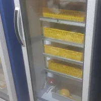 دستگاه 210 تایی بلدرچین دماوند فروشی