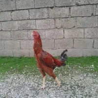 خروس لاری ترک افغان قیمت ۴۰۰۰۰۰۰تومن|حیوانات مزرعه|پرهسر, |دیوار