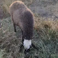 ۵ عدد میش اوستن|حیوانات مزرعه|راین, |دیوار