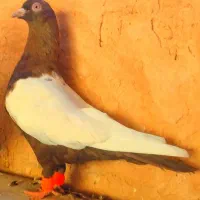 رنگه کفتر