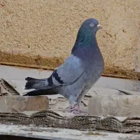 مجسمه ماکت کبوتر