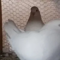 کبوتر کینگ شاهی|پرنده|مهریز, |دیوار