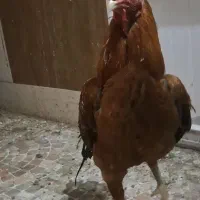 خروس لاری اصیل|حیوانات مزرعه|قائم‌شهر, |دیوار