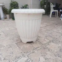 گلدان سایز بزرگ|گل و گیاه طبیعی|رشت, کوی حسینی|دیوار