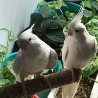 عروس هلندی آلبینو جفت جوان مولد نر ماده|پرنده|قم, چهار مردان|دیوار