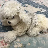 عروسکهای پولیشی