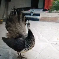 طاووس|پرنده|مشهد, خواجه ربیع|دیوار