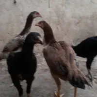 جوجه لاری وتعدای،مرغ ۴تا۶ماه فغان وترک|حیوانات مزرعه|قرچک, میرزائی شمالی|دیوار