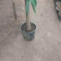 فروش یوکا با کیفیت|گل و گیاه طبیعی|عباس‌آباد, |دیوار