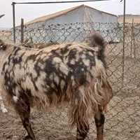 بز پلنگی|حیوانات مزرعه|بروجرد, |دیوار