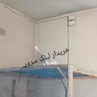 لیلک سرور