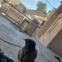 مرغ مینا سخنگو رخ در رخ پرو وراج به شرط|پرنده|تهران, استاد معین|دیوار