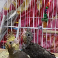 جفت عروس هلندی سخنگو و سه تا جوجه|پرنده|صومعه‌سرا, |دیوار