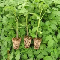 پیش فروش نشاء گوجه