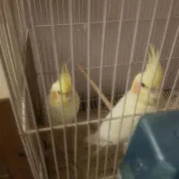 عروس هلندی مولد و مرغ عشق