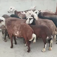 گوسفند ، ۱۳ عدد ماده جنس برتر