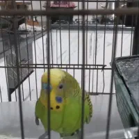 مرغ عشق نر و ماده باقفس