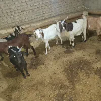 بز و بزغاله|حیوانات مزرعه|بشاریات, |دیوار