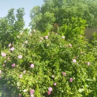 زمین کشاورزی