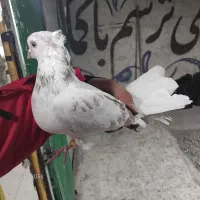 کفتر کهنه|پرنده|شهریار, کهنز|دیوار