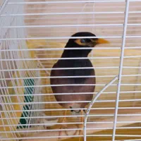 مرغ مینا سخنگو