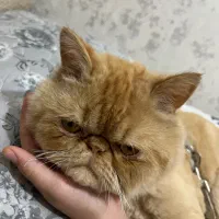 واگذاری پرشین گلد