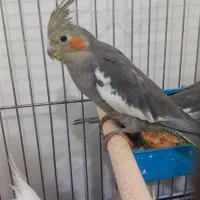 عروس هلندی سینامون|پرنده|تهران, فردوس|دیوار