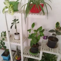 استند گل