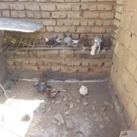 کفتر|پرنده|قم, شهر قائم|دیوار